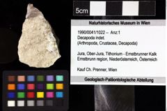 Foto (Objket + Etiketten) von Decapoda indet. 